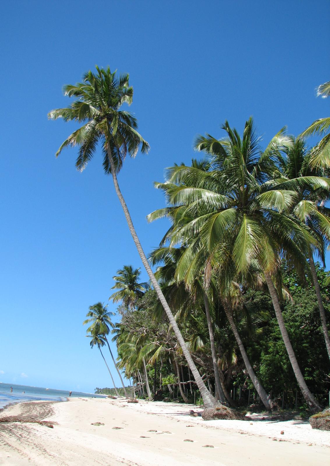 Praia dos Carneiros (PE)
